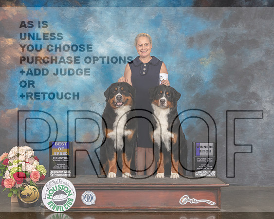 Bernese Mountain Dog #8 #6 Sun BOB WB Judge David Haddock-MMJ_1952-HOUSTON21-HR3