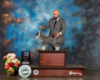 Miniature Schnauzer #18 Sun WB Major Judge Dennis Mccoy