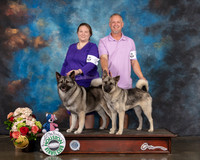 Norwegian Elkhound #5 #6 Sun CUSTOM
