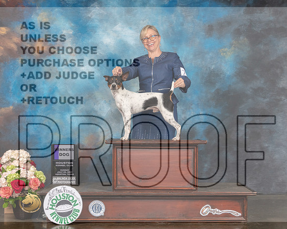 Rat Terrier #7 Sun WD Judge Rosalind Kramer-MMJ_1930-HOUSTON21-HR3