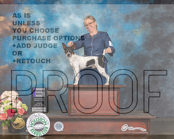 Rat Terrier #7 Sun WD Judge Rosalind Kramer-MMJ_1933-HOUSTON21-HR3