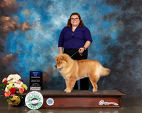 Chow Chow #9 Sun BOW BOB Judge Evalyn Gregory