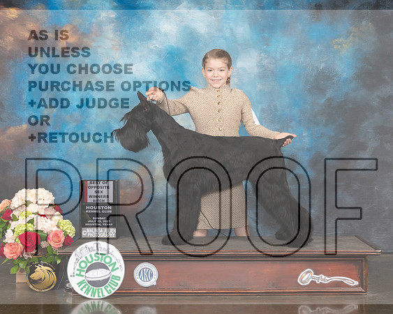 Giant Schnauzer #6 Sun WB BOS Judge Steve Keating-MMJ_2036-HOUSTON21-HR3