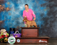 Norfolk Terrier #23 Sun BOW Major Judge Joseph Gregory