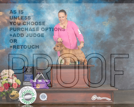 Norfolk Terrier #23 Sun BOW Major Judge Joseph Gregory-MMJ_2038-HOUSTON21-HR3