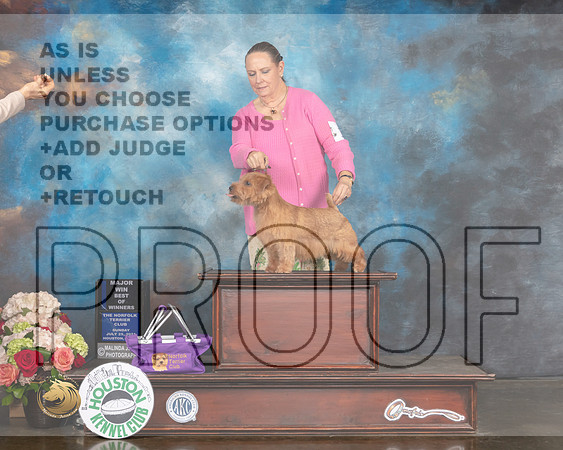 Norfolk Terrier #23 Sun BOW Major Judge Joseph Gregory-MMJ_2046-HOUSTON21-HR3