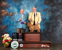 Norwich Terrier #11 Sun WD BOW OHBOB NCH Judge Dennis Mccoy