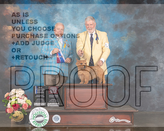 Norwich Terrier #11 Sun WD BOW OHBOB NCH Judge Dennis Mccoy-MMJ_1969-HOUSTON21-HR3