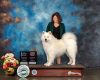 Samoyed #19 Sun OHBOB BOW NCH Judge Steve Keating