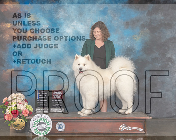 Samoyed #19 Sun OHBOB BOW NCH Judge Steve Keating-MMJ_2026-HOUSTON21-HR3