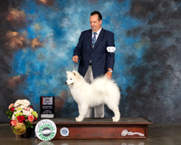 Samoyed #20 Sun WB BOS Major Judge Steve Keating