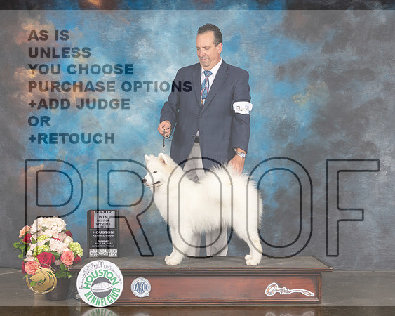 Samoyed #20 Sun WB BOS Major Judge Steve Keating-MMJ_2009-HOUSTON21-HR3