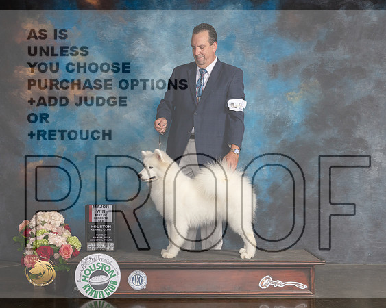 Samoyed #20 Sun WB BOS Major Judge Steve Keating-MMJ_2010-HOUSTON21-HR3