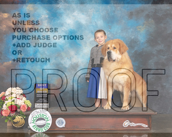 TIbetan Mastiff #5 Sun BOB Judge Steve Keating-MMJ_2024-HOUSTON21-HR3