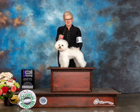 Bichon Frise #26 Sun WB Major Judge Raymond Filburn