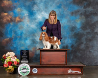 Cavalier King Charles Spaniel #22 Sun WB NCH Major Judge Randy Garren
