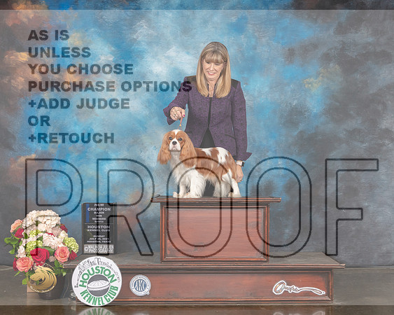 Cavalier King Charles Spaniel #22 Sun WB NCH Major Judge Randy Garren-MMJ_2074-HOUSTON21-HR3