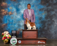 Cavalier King Charles Spaniel #25 Sun WB BOW Major Judge Randy Garren