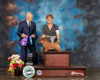 Norfolk Terrier #22 Sun WB Judge Joseph Gregory