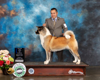 Akita #24 Sun WB BOW Major Judge David Haddock