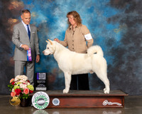 Akita #5 Sun WD NCH Major Judge David Haddock