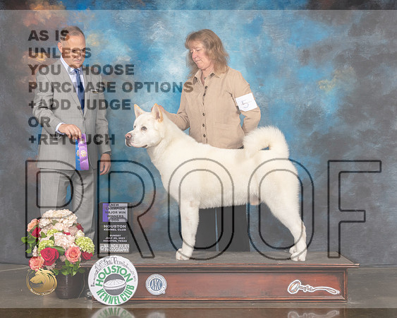 Akita #5 Sun WD NCH Major Judge David Haddock-MMJ_2144-HOUSTON21-HR3