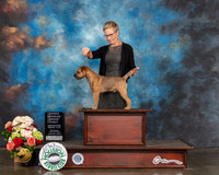 Border Terrier #5 Thurs NOHS G1 Judge Peggy Beisel