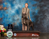 Cane Corso #17 Sun WD BOW Major Judge Gregory