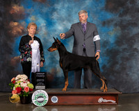 Doberman Pinscher #7 Sun G4 Judge Sherry Webster