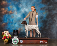 German Shorthaired Pointer #18 Fri WB BOW Major Judge Steve Keating