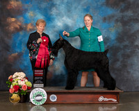 Giant Schnauzer #5 Sun G2 Judge Sherry Webster