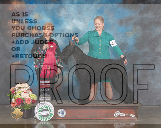 Giant Schnauzer #5 Sun G2 Judge Sherry Webster-MMJ_2255-HOUSTON21-HR3