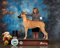 Great Dane #8 Sat BOW Majore Judge Joseph Gregory R