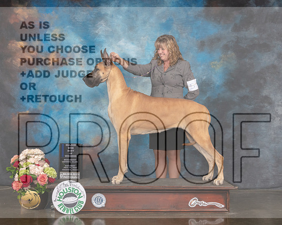 Great Dane #8 Sat BOW Majore Judge Joseph Gregory R-MMJ_2231-HOUSTON21-HR3
