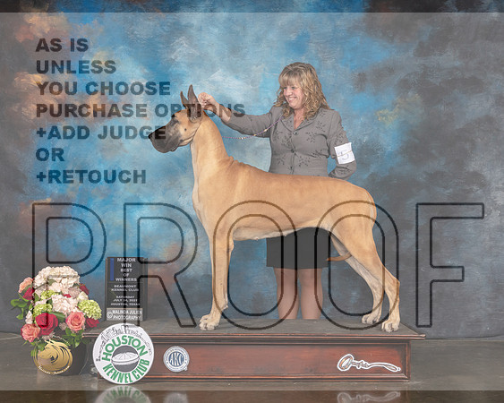 Great Dane #8 Sat BOW Majore Judge Joseph Gregory R-MMJ_2235-HOUSTON21-HR3