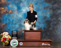 Havanese #8 Fri NGCH Judge Dennis Mccoy