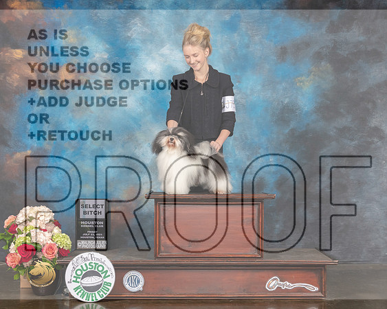 Havanese #8 Fri NGCH Judge Dennis Mccoy-MMJ_2118-HOUSTON21-HR3