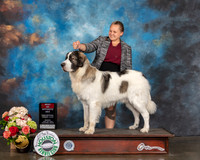 Pyrenean Mastiff #5 Sun BOS Judge Dennis Mccoy