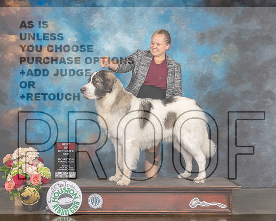Pyrenean Mastiff #5 Sun BOS Judge Dennis Mccoy-MMJ_2139-HOUSTON21-HR3