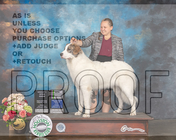 Pyrenean Mastiff #8 Sun G1 Judge Dennis Mccoy-MMJ_2132-HOUSTON21-HR3
