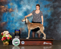 Saluki #18 Sun BOB Judge Molly Martin