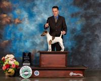 Smooth Fox Terrier #8 Sun WB BOW Major Judge Dennis Mccoy