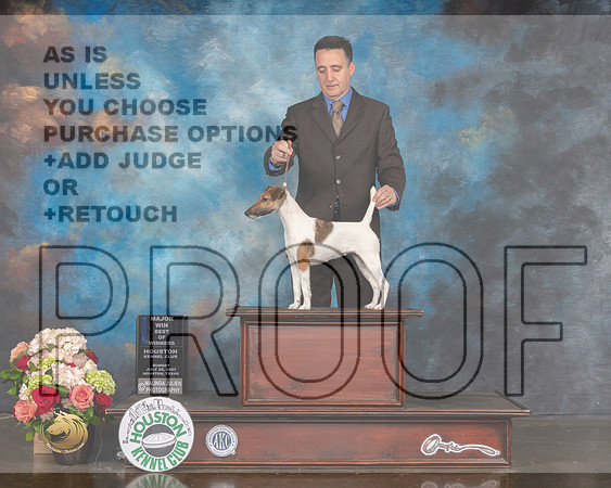 Smooth Fox Terrier #8 Sun WB BOW Major Judge Dennis Mccoy-MMJ_2284-HOUSTON21-HR3