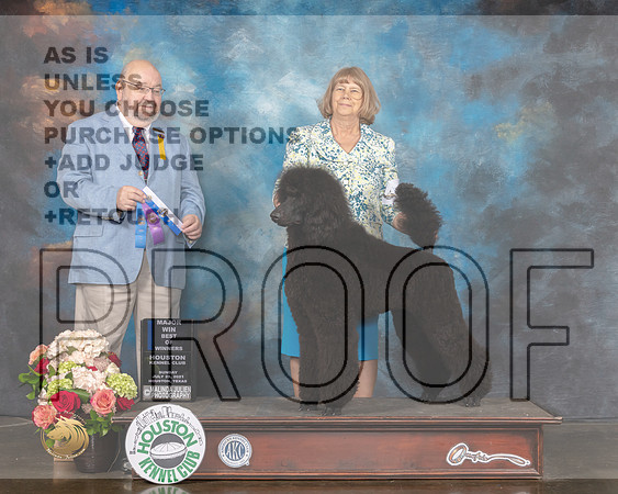 Standard Poodle #33 Sun WD BOW Judge Raymond Filburn-MMJ_2181-HOUSTON21-HR3