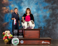 Tibetan Spaniel #17 Sun SD BOBOH Judge Evalyn Gregory