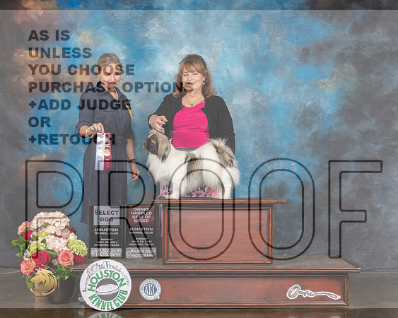 Tibetan Spaniel #17 Sun SD BOBOH Judge Evalyn Gregory-MMJ_2168-HOUSTON21-HR3