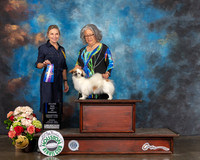 Tibetan Spaniel @24 Sun WB BOW major Judge Evalyn Gregory