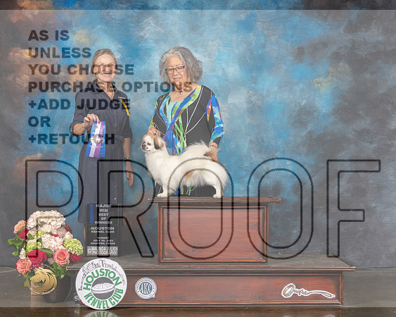 Tibetan Spaniel @24 Sun WB BOW major Judge Evalyn Gregory-MMJ_2165-HOUSTON21-HR3