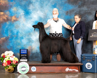 Afghan Hound #5 Sun G1 Judge Dr Steve Keating