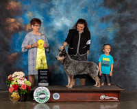 Australian Cattle Dog #15 Sun G3 Judge Debbie Melgreen